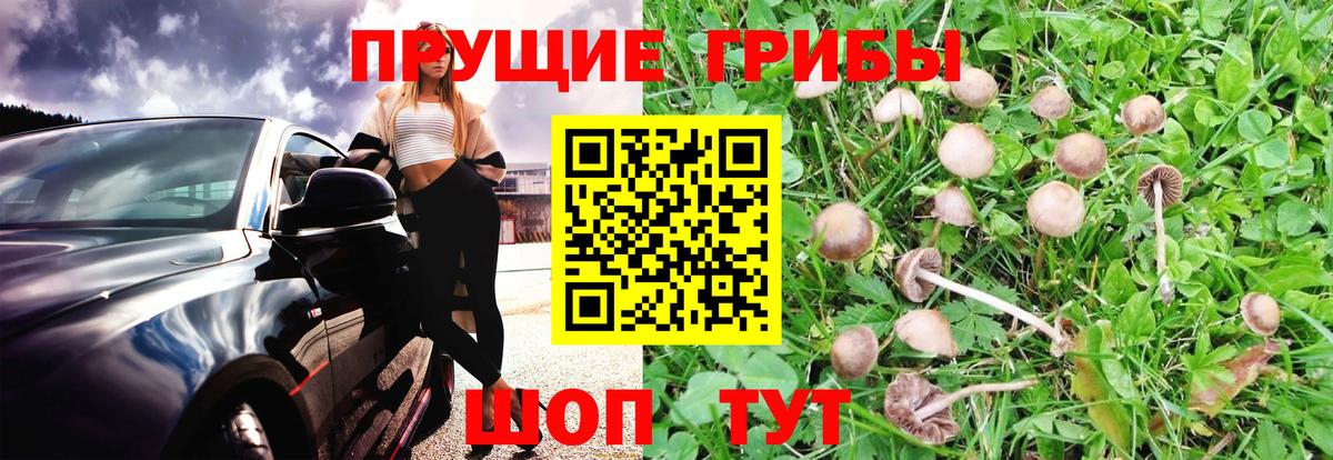 Псилоцибиновые грибы прущие грибы  Псилоцибиновые грибы ЛСД  Вход с VPN  Тверь 